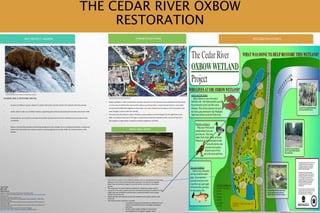 THE CEDAR RIVER OXBOW
RESTORATION
WHY PROTECT SALMON OXBOW ECOSYSTEMS RESTORATION EFFORTS
SALMON ARE A KEYSTONE SPECIES
• At least 137 different species depend on pacific wild salmon and the marine-rich nutrients that they provide
• Pacific salmon make up a $3 billion industry, supporting jobs and local economies/communities around the PNW
• Annual salmon runs function as pumps that transfer vast amounts of marine nutrients from the ocean to river
ecosystems
• Salmon runs provide essential nutrients like phosphorous and nitrogen for surrounding trees/forests to grow and
protect the river banks from erosion as well as creating log jams to provide shelter for juvenile salmon in the
streams
• Oxbow wetlands or lakes are formed as the main channel of a river becomes more established and the bends
in a river are cut off from the river, but this oxbow was formed when a raised railroad bed was constructed
on the site and shifted the alignment of the cedar river main channel but the oxbow is still connected to the
river through a culvert under the railroad.
• Fish move into the oxbow to spawn, find food, avoid predators and find refuge from the high flows in the
main river channel. Not only is this type of environment extremely important to the survival of fish, but it
also supports a large variety of species including amphibians and birds.
Image source:
• New channel created connecting the wetland site to a spring-fed pond located
adjacent to the south and woody debris placed in the channel to regulate
water flow and provide refuge for juvenile salmon as shown in the above
picture
• This expansion increased habitat available for spawning sockeye salmon
• Up north of the site a culvert under the railroad connecting the wetland to the
cedar river was modified to prevent jams caused by beavers and increase
salmon flow to the site
• Native species were planted around the wetland and invasive species were
removed
• The results of the restoration included:
• Increased rearing and overwintering habitat for local
salmon and wetland species including amphibians
and birds
• Provide flood refuge habitat for local salmon
• Re-establishment of aquatic riparian areas
http://www.kingcounty.gov/environment/animalsAnd
Plants/restoration-projects/wetland-79/oxbow.aspx
https://s-media-cache-
ak0.pinimg.com/736x/5a/6a/bb/5a6abb3dd174dd0b839dc03eec48f2b9.jpg
http://www.kingcounty.gov/environment/animalsAndPlants/restoration-projects/wetland-79/oxbow.aspx
Taj Singh
BES 362
References
Snyder et al. 1973. Soil Survey of King County, Washington. USDA.
Perkins, S. J. 1994. The Shrinking Cedar River. American Water Resources Association 1994
Annual Summer
Symposium. p. 649-658. Available online < http://geopacific.com/Perkins/links.htm>
King County. 1999. “Wetland 79 Fish Passage/SHRP Monitoring Report” in 1998 Annual
Report CIP Monitoring
Program. Wastewater Treatment Division King County Department of Natural Resources.
Dated March 1999.
King County. 2003a. King County Ecological Lands Handbook. King County Department of
Natural Resources and
Parks, Water and Land Resources Division. Seattle, Washington.
King County. 2001. Oxbows: Ecology and Importance. Available online at
<http://dnr.metrokc.gov/WTD/wetland79/oxbow.htm>
WHAT WAS DONE
 