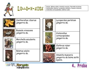 Perretxikoak Izenak:  Boletus edulis ,  Amanita muscaria ,  Morchella esculenta ,  Cantherellus cibarius ,  Lycoperdon perlatum ,  Russula virescens ,  Craterellus cornucopioides ,  Clathrus ruber . Boletus edulis  jangarria da. Morchella esculenta jangarria da. Russula virescens jangarria da. Cantherellus cibarius jangarria da. Amanita muscaria jangarria da baina soilik egosia. Clathrus ruber  jangarria da. Craterellus cornucopiodes  jangarria da. Lycoperdon perlatum jangarria da. 
