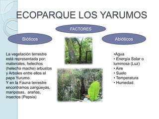 ECOPARQUE LOS YARUMOSFACTORESAbióticos Bióticos  La vegetación terrestre está representada por: matorrales, helechos (helecho macho) arbustos y Arboles entre ellos el papa Yurumo. Y en la Fauna terrestre encontramos zarigüeyas, mariposas,  arañas,  insectos (Pepsia) Agua 