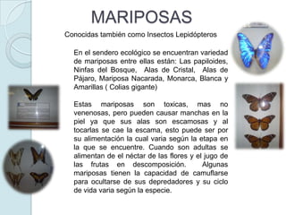  Energía Solar o luminosa (Luz) 