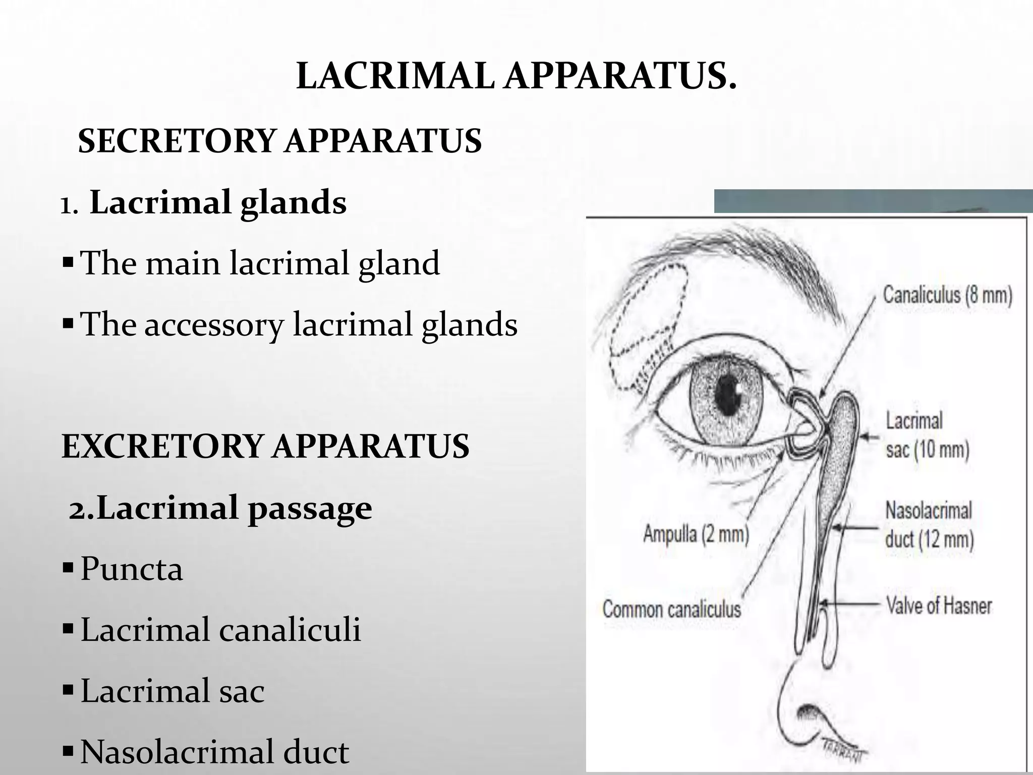 Unlocking The Secrets Of The Lacrimal System: A Visual Journey - d0nnt5a