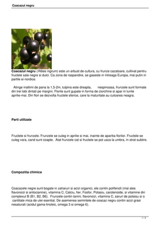 Coacazul negru




Coacazul negru (Ribes nigrum) este un arbust de cultura, cu frunze cazatoare, cultivat pentru
fructele sale negre si dulci. Ca zona de raspandire, se gaseste in intreaga Europa, mai putin in
partile ei nordice.

 Atinge inaltimi de pana la 1,5-2m, tulpina este dreapta,        nespinoasa, frunzele sunt formate
din trei lobi dintati pe margini. Florile sunt gupate in forma de ciorchine si apar in lunile
aprilie-mai. Din flori se dezvolta fructele sferice, care la maturitate au culoarea neagra.




Parti utilizate




Fructele si frunzele. Frunzele se culeg in aprilie si mai, inainte de aparitia florilor. Fructele se
culeg vara, cand sunt coapte.  Atat frunzele cat si fructele se pot usca la umbra, in strat subtire.




Compozitia chimica




Coacazele negre sunt bogate in zaharuri si acizi organici, ele contin polifenoli (mai ales
flavonoizi si antocianine), vitamina C, Calciu, fier, Fosfor, Potasiu, carotenoide, si vitamine din
complexul B (B1, B2, B6).  Frunzele contin tanini, flavonoizi, vitamina C, saruri de potaisu si o
 cantitate mica de ulei esential. De asemenea semintele de coacaz negru contin acizi grasi
nesaturati (acidul gama-linoleic, omega 3 si omega 6).



                                                                                                1/3
 