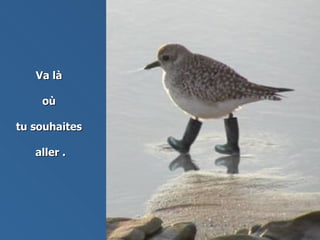 Va là  où  tu souhaites  aller . 