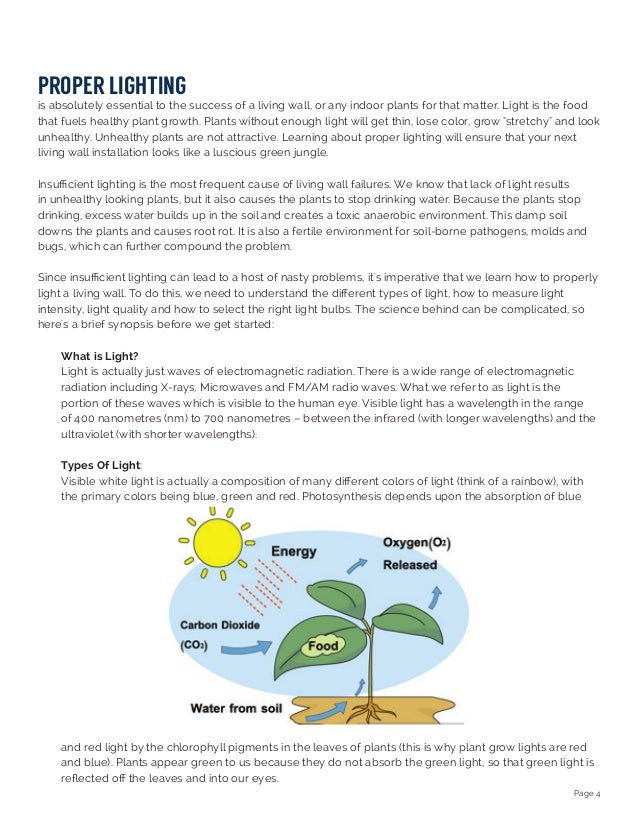 Why Do Plants Appear Green To Our Eyes pdfshare