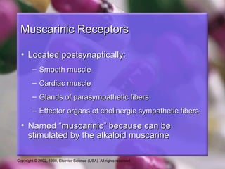 Copyright © 2002, 1998, Elsevier Science (USA). All rights reserved.
Muscarinic ReceptorsMuscarinic Receptors
• Located postsynaptically:Located postsynaptically:
– Smooth muscleSmooth muscle
– Cardiac muscleCardiac muscle
– Glands of parasympathetic fibersGlands of parasympathetic fibers
– Effector organs of cholinergic sympathetic fibersEffector organs of cholinergic sympathetic fibers
• Named “muscarinic” because can beNamed “muscarinic” because can be
stimulated by the alkaloid muscarinestimulated by the alkaloid muscarine
 