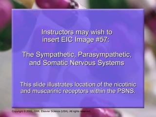 Copyright © 2002, 1998, Elsevier Science (USA). All rights reserved.
Instructors may wish toInstructors may wish to
insert EIC Image #57:insert EIC Image #57:
The Sympathetic, Parasympathetic,The Sympathetic, Parasympathetic,
and Somatic Nervous Systemsand Somatic Nervous Systems
This slide illustrates location of the nicotinicThis slide illustrates location of the nicotinic
and muscarinic receptors within the PSNS.and muscarinic receptors within the PSNS.
 