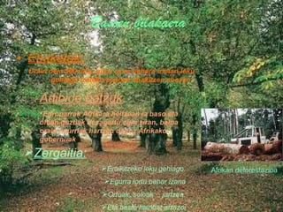 Basoen bilakaera Ebaketak : Orain dela 500 urte, gutxi gora behera irietan leku gehiago izateko basoak ebakitzen ebezan.   Afrikan deforestazioa Zergaitia: Eraikitzeko leku gehiago. Egurra lortu behar izana Ortuak, soloak… jartzea. Eta beste hainbat arrazoi Adibide batzuk : Europarrak Afrikara heltzean  ia baso eta ohian guztiak desagertu egin ziran, baina orain neurriak hartzen dagoz Afrikako gobernuak 