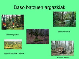 Baso batzuen argazkiak Basoan txabola Baso margoztua Baso arrunt bat Menditik ikusitako zelaiak 