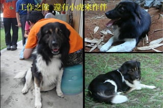 工作之餘 還有小虎來作伴
 