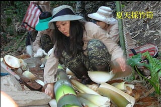 夏天採竹筍
 