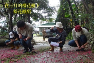 在三月的櫻花樹下
採花釀醋
 