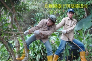 在梅園樹下與蔓藤拔河
 