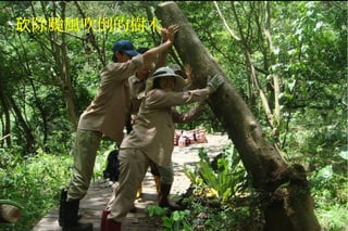 除颱風吹倒的樹木砍
 
