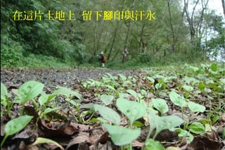 在這片土地上 留下 印與汗水腳
 