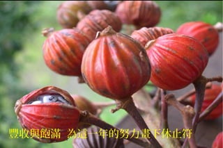 豐收與飽滿 為這一年的努力畫下休止符
 