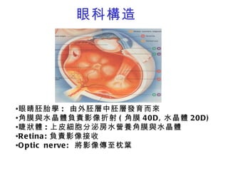 眼科構造 眼睛胚胎學 :  由外胚層中胚層發育而來 角膜與水晶體負責影像折射 ( 角膜 40D, 水晶體 20D) 睫狀體 : 上皮細胞分泌房水營養角膜與水晶體 Retina: 負責影像接收 Optic nerve:  將影像傳至枕葉 