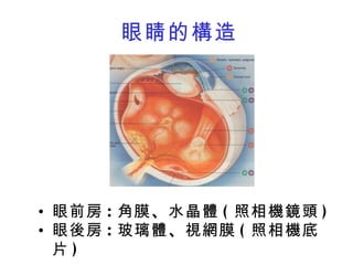 眼睛的構造 眼前房 : 角膜 、 水晶體 ( 照相機鏡頭 ) 眼後房 : 玻璃體 、 視網膜 ( 照相機底片 ) 