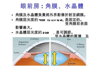 眼前房 : 角膜、水晶體 角膜及水晶體負責將外界影像折射至網膜。 角膜屈光度約 40D (diopter), 是固定的。  受角膜前表面影響最大。  水晶體屈光度約 20D  ，是可調節。  受水晶體的厚薄，及睫狀肌控制 。 