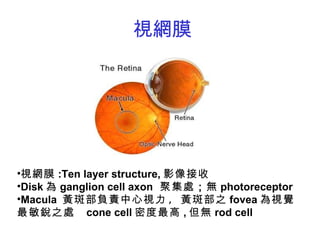 視網膜 視網膜 :Ten layer structure, 影像接收 Disk 為 ganglion cell axon   聚集處 ； 無 photoreceptor Macula  黃斑部負責中心視力 ,  黃斑部之 fovea 為視覺最敏銳之處  cone cell 密度最高 , 但 無 rod cell 