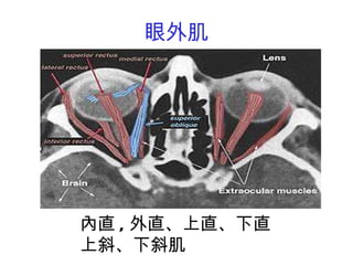 眼外肌 內直 , 外直、上直、下直 上斜、下斜肌 