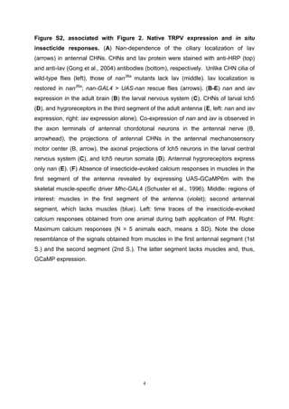 4
Figure S2, associated with Figure 2. Native TRPV expression and in situ
insecticide responses. (A) Nan-dependence of the ciliary localization of Iav
(arrows) in antennal CHNs. CHNs and Iav protein were stained with anti-HRP (top)
and anti-Iav (Gong et al., 2004) antibodies (bottom), respectively. Unlike CHN cilia of
wild-type flies (left), those of nan36a
mutants lack Iav (middle). Iav localization is
restored in nan36a
; nan-GAL4 > UAS-nan rescue flies (arrows). (B-E) nan and iav
expression in the adult brain (B) the larval nervous system (C), CHNs of larval lch5
(D), and hygroreceptors in the third segment of the adult antenna (E, left: nan and iav
expression, right: iav expression alone). Co-expression of nan and iav is observed in
the axon terminals of antennal chordotonal neurons in the antennal nerve (B,
arrowhead), the projections of antennal CHNs in the antennal mechanosensory
motor center (B, arrow), the axonal projections of lch5 neurons in the larval central
nervous system (C), and lch5 neuron somata (D). Antennal hygroreceptors express
only nan (E). (F) Absence of insecticide-evoked calcium responses in muscles in the
first segment of the antenna revealed by expressing UAS-GCaMP6m with the
skeletal muscle-specific driver Mhc-GAL4 (Schuster et al., 1996). Middle: regions of
interest: muscles in the first segment of the antenna (violet); second antennal
segment, which lacks muscles (blue). Left: time traces of the insecticide-evoked
calcium responses obtained from one animal during bath application of PM. Right:
Maximum calcium responses (N = 5 animals each, means ± SD). Note the close
resemblance of the signals obtained from muscles in the first antennal segment (1st
S.) and the second segment (2nd S.). The latter segment lacks muscles and, thus,
GCaMP expression.
 