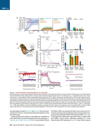 and right panels, see also Movie S1 and Figure S1B), document-
ing that nan36
and iav1
mutants show behavioral resistance to the
two insecticides.
Gravity sensing and hearing in Drosophila are mediated by
some 500 CHNs in the second segment of the ﬂy’s antenna (Ka-
mikouchi et al., 2009; Sun et al., 2009). To test whether PM and
PFQ affect CHNs, we exposed the ﬂies to pure tones and moni-
tored the resulting antennal displacements and associated com-
pound action potentials (CAPs) of the antennal CHNs (Figure 1C).
In wild-type ﬂies treated with sugar water alone or sugar water
plus DMSO, sound particle velocities exceeding 0.1 mm/s
evoked robust CAP responses (Figure 1C, top). Sound-induced
Time (s)
0 10 20 30
Time (s)
Climbingscore(%)60
80
40
20
0 10 20 30
Time (s)
0 10 20 30
iav1
on H2
O/sucrose
+200μM PM
+200μM PFQ
+DMSO
+200μM PM
+200μM PFQ
+DMSO
CantonS on H2
O/sucrose
+200μM PM
+200μM PFQ
+0.5% DMSO
nan36a
on H2
O/sucroseA B
CAPamplitude(μV)
0
40
50 50
30
10
20
Antennal
displacement
CAP
Sound
stimulus
C
n.s. n.s.
n.s.n.s.
******
n.s. n.s.
n.s.n.s.
******
0
10
20
30
40
50
Max.CAPamplitude(μV)
0
40
30
10
20
CantonS nan rescueiav1
nan36a
DMSO
PM
PFQ
DMSO
PM
PFQ
DMSO
PM
PFQ
DMSO
PM
PFQ
Amplificationgain
CantonS nan36a
H2
O
DMSO
PM
PFQ
H2
O
DMSO
PM
PFQ
iav1
H2
O
DMSO
PM
PFQ
n.s.n.s. n.s. n.s.
***
+PM
+PFQ
CantonS +DMSO
0
0.5
1.5
1
Antennaldisplacement
Soundparticlevelocity
mm
m*s-1(
(
10-4
Sound velocity (m/s)
10-5
10-3
10-2
10-1
10-6
+PM
+PFQ
CantonS +DMSO
D
Time (s)
100
150
50
0
rel.CAPresponse(%)
CAP response
after treatmentbefore treatment
Sound stimulus (235 hz)
120-30 0 60
Sound stimulus (235 hz)
5μV
5ms
CAP response
5μV
5ms
Sound
PM or PFQ application
Figure 1. Insecticides Affect Drosophila Behavior through CHNs
(A) Climbing assay, in which the percentage of ﬂies that climb in darkness into the upper half of their vial is scored. (B) Left: climbing scores of wild-type ﬂies fed
with and without PM or PFQ, determined at 2 s intervals, after the animals had been tapped down (N = 10 ﬂies per vial, n = 10 repetitions each). Lines: means;
colored areas: ±1 SD. Middle and right: corresponding climbing scores for nan36a
and iav1
mutants with and without PM or PFQ. (C) Left: measuring sound-
induced antennal displacements and compound action potentials (CAPs) of antennal CHNs (green). Middle: CAP amplitudes (top) and corresponding mechanical
susceptibility of the antenna (bottom) as functions of the sound particle velocity (example data from one animal each). In the control, CAP amplitudes reach 35 mV
(top), and motile CHN responses amplify the antenna’s mechanical susceptibility to faint sounds with a gain of ca. 10 (arrow). Right: maximum CAP amplitudes
(top) and ampliﬁcation gains (bottom) in wild-type, nan36a
, and iav1
mutants and nan rescue ﬂies with and without PM or PFQ (means ± 1 SD, N = 6 ﬂies each).
***p < 0.005, Mann-Whitney U tests with Benjamini-Hochberg correction). (D) Time course of the silencing of the tone-evoked CAPs of antennal CHNs
(means ± SD data from 3 wild-type ﬂies each) during bath application of PM and PFQ. 100% corresponds to the mean amplitude before treatment.
666 Neuron 86, 665–671, May 6, 2015 ª2015 Elsevier Inc.
 