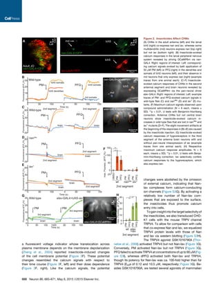 a ﬂuorescent voltage indicator whose translocation across
plasma membrane depends on the membrane depolarization
(Zheng et al., 2004) reported insecticide-induced changes
of the cell membrane potential (Figure 3F). These potential
changes resembled the calcium signals with respect to
their time course (Figure 3F, left) and their dose dependence
(Figure 3F, right). Like the calcium signals, the potential
FluorescenceΔF/F0
(%)FluorescenceΔF/F0
(%)FluorescenceΔF/F0
(%)
Time (s)
0
0 10050
10
20
30
lch5
md
lch5 dendrites
lch5 somata
PM
Ant
Dor
lch5mdA
B
iav-LexA>RFP
nan-GAL4>GFP
iav-LexA>RFP
nan-GAL4>GFP
Dor
Lat
lch5
nan-GAL4>GCaMP6m
0 15010050
md somata
lch5 somataPFQ
brain
PFQ
-30
0
30
60
60
brain
2nd segment
2nd segment
2nd segment
2nd segment2nd segment
2nd segment
2nd segment
PM
Caud.
Lat.
brain
PFQ
-30
0
30
brain
PM
Ant.
Dor.
Wild-type
Wild-type
nan36a
C
D
FluorescenceΔF/F0
(%)
Time (s)
60
0 15010050
brain
PFQ
-30
0 10050
0
30
brain
PM
iav1E
Adult JO
max.Fluoresc.ΔF/F0
(%)
F **
**
-25
50
150
0
100
wt nan36a
DMSO
PM
PFQ
PM
PFQ
PM
PFQ
PM
PFQ
iav1
PM
PFQ
elav-GAL4>GCaMP6m
50μm
100μm
100μm
**
*
100 150500
elav-GAL4>UAS-iav
G
max.Fluoresc.ΔF/F0
(%)
H
-5
10
30
40
0
20
wt
FluorescenceΔF/F0
(%)
Time (s)
-5
100 150500
0
30
10
20
brainbrain
3rd segment
3rd segment
3rd segment
PM PM
Wild-type
elav
>iav
Caud.
Lat.
elav-GAL4>GCaMP6m
100μm
Figure 2. Insecticides Affect CHNs
(A) CHNs in the adult antenna (left) and the larval
lch5 (right) co-express nan and iav, whereas some
multidendritic (md) neurons express nan (top right)
but not iav (bottom right). (B) Insecticide-evoked
calcium responses in the larval peripheral nervous
system revealed by driving GCaMP6m via nan-
GAL4. Right: regions of interest. Left: correspond-
ing calcium signals evoked by bath application of
50 mM PM (left) or PFQ (right) in the dendrites and
somata of lch5 neurons (left), and their absence in
md neurons that only express nan (right) (example
traces from one animal each). (C–F) Insecticide-
evoked calcium responses of CHNs in the second
antennal segment and brain neurons revealed by
expressing GCaMP6m via the pan-neural driver
elav-GAL4. Right: regions of interest. Left: example
traces of PM- and PFQ-evoked calcium signals in
wild-type ﬂies (C) and nan36a
(D) and iav1
(E) mu-
tants. (F) Maximum calcium signals observed upon
compound administration (N = 6 each, means ±
SD). **p < 0.01, U tests with Benjamini-Hochberg
correction. Antennal CHNs but not central brain
neurons show insecticide-evoked calcium in-
creases in wild-type ﬂies that are lost in nan36a
and
iav1
mutants (D–F). The slight movement artifacts at
the beginning of the responses in (B)–(E) are caused
by the insecticide injection. (G) Insecticide-evoked
calcium responses of hygroreceptors in the third
segment of the antenna brain neurons with and
without pan-neural misexpression of iav (example
traces from one animal each). (H) Respective
maximum calcium response amplitudes. N = 6
each, means ± SD). **p < 0.01, U tests with Benja-
mini-Hochberg correction. Iav selectively confers
calcium responses to the hygroreceptors, which
also express nan.
changes were abolished by the omission
of external calcium, indicating that Nan-
Iav complexes form calcium-conducting
ion channels (Figure S3G). By activating a
relatively low number of Nan-Iav com-
plexes that are exposed to the surface,
the insecticides thus promote calcium
entry into cells.
Togaininsightintothetargetselectivityof
the insecticides, we also transduced CHO-
K1 cells with the mouse TRPV channel
TRPV4. To allow for comparison with cells
that co-express Nan and Iav, we equalized
TRPV4 protein levels with those of Nan
and Iav via western blotting (Figure S3H).
The TRPV4 agonist GSK1016790A (Thor-
neloe et al., 2008) activated TRPV4 but not Nan-Iav (Figure 3G).
Conversely, PM activated Nan-Iav but not TRPV4 (Figure 3G).
PFQ failedtoactivateTRPV4 atconcentrationsofupto90mM(Fig-
ure S3I), whereas dPFQ activated both Nan-Iav and TRPV4,
though its potency for Nan-Iav was ca. 100-fold higher than for
TRPV4 (E50s of 0.12 and 10.5 mM, respectively; Figure 3G). Be-
sides GSK1016790A, we tested several agonists of mammalian
668 Neuron 86, 665–671, May 6, 2015 ª2015 Elsevier Inc.
 