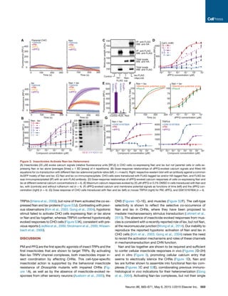 TRPVs (Vriens et al., 2009), but none of them activated the co-ex-
pressed Nan and Iav proteins (Figure S3J). Contrasting with previ-
ous observations (Kim et al., 2003; Gong et al., 2004), hypotonic
stimuli failed to activate CHO cells expressing Nan or Iav alone
or Nan and Iav together, whereas TRPV4 conferred hypotonically
evoked responses to CHO cells (Figure S3K), consistent with pre-
vious reports (Liedtke et al., 2000; Strotmann et al., 2000; Wissen-
bach et al., 2000).
DISCUSSION
PM and PFQ are the ﬁrst speciﬁc agonists of insect TRPs and the
ﬁrst insecticides that are shown to target TRPs. By activating
Nan-Iav TRPV channel complexes, both insecticides impair in-
sect coordination by affecting CHNs. This cell-type-speciﬁc
insecticidal action is supported by the behavioral insecticide
resistance of Drosophila mutants with impaired CHNs (Fig-
ure 1A), as well as by the absence of insecticide-evoked re-
sponses from other sensory neurons (Ausborn et al., 2005), the
CNS (Figures 1C–1E), and muscles (Figure S2F). The cell-type
selectivity is shown to reﬂect the selective co-occurrence of
Nan and Iav in CHNs, where they have been proposed to
mediate mechanosensory stimulus transduction (Lehnert et al.,
2013). The absence of insecticide-evoked responses from mus-
cles is consistent with a recently reported role of Iav, but not Nan,
at the neuromuscular junction (Wong et al., 2014). Our inability to
reproduce the reported hypotonic activation of Nan and Iav in
CHO cells (Kim et al., 2003; Gong et al., 2004) raises the need
to revisit the activation mechanisms and roles of these channels
in mechanotransduction and CHN function.
Nan and Iav together are shown to be required and sufﬁcient
to confer cellular insecticide responses in vivo (Figures 2D–2H)
and in vitro (Figure 3), promoting cellular calcium entry that
seems to electrically silence the CHNs (Figure 1D). Nan and
Iav are further shown to assemble into functional Nan-Iav com-
plexes (Figures 3C and S3E), corroborating previous immuno-
histological in vivo indications for their heteromerization (Gong
et al., 2004). Activating Nan-Iav complexes, but not their single
10-1
10-4
Compound concentration (μM)
10-3
101
10-2
100
103
102
+PM
+dPFQ
Nan + Iav
+GSK1016790A
-200
600
400
0
200
Fluorescence(RFU)
10-1
10-4
Compound concentration (μM)
10-3
101
10-2
100
103
102
+PM
+dPFQ
TRPV4
+GSK1016790A4000
3000
0
2000
1000
-1000
G
+Membrane potential probe
Nan + Iav
75
100
50
0
25
Fluorescence(%max)
10-1
dPFQ concentration (μM)
10-3
101
10-2
100
75
100
50
0
25
+Fluo-4
+Membrane potential probe
Nan + Iav
+Fluo-4
Time (s)
3002001000
F
Fluorescence(RFU)
10-1
10-4
Compound concentration (μM)
10-3
101
10-2
100
1000
800
600
0
400
200
Nan : Iav
1:0
3:1
1:1
1:3
0:1
0:0
B
Molecularweight(kDa)
1:0 3:1 1:1 1:3 0:1 0:0
220
120
100
80
60
50
40
30
20
Molecularweight(kDa)
IP: anti FLAG
WB: anti HA
IP: anti FLAG
WB: anti FLAG
Total lysate
WB: anti HA
Total lysate
WB: anti FLAG
150
150
150
100
Iav-FLAG
+Nan-HANan-
HA
Iav-
FLAG
Control
150
100
C
Fluorescence(RFU)
10-1
10-4
dPFQ concentration (μM)
10-3
101
10-2
100
1000
500
0
CaCl2
(mM)
15
10
5
2.5
0
DA
Time (s)
400
300
300
200
200
100
100
0
0
Time (s)
3002001000
Time (s)
3002001000
Time (s)
3002001000
Fluorescence(RFU)
400
300
200
100
0
Fluorescence(RFU)
Iav
+PM
+PFQ
+dPFQ
+Vehicle
Parental CHO
+PM
+PFQ
+dPFQ
+Vehicle
Nan
+PM
+PFQ
+dPFQ
+Vehicle
Nan + Iav
+PM
+PFQ
+dPFQ
+Vehicle
+Vehicle
+Vehicle
Control Ruth. Red
Fluorescence(RFU)
E
500
600
400
0
300
200
100
+dPFQ
+dPFQ
0
Figure 3. Insecticides Activate Nan-Iav Heteromers
(A) Insecticides (20 mM) evoke calcium signals (relative ﬂuorescence units [RFU]) in CHO cells co-expressing Nan and Iav but not parental cells or cells ex-
pressing Nan or Iav alone (averages [lines] ± 1 SD [areas] of 4 repetitions). (B) Dose-response relationships of dPFQ-evoked calcium signals and ﬁtted Hill
equations for co-transduction with different Nan:Iav adenoviral particle ratios (left, n = 4 each). Right: respective western blot with an antibody against a common
AcGFP moiety of Nan and Iav. (C) Nan and Iav co-immunoprecipitate. CHO cells were transduced with FLAG-tagged Iav and/or HA-tagged Nan, and FLAG-Iav
was immunoprecipitated (IP) with an anti-FLAG antibody. (D) Dose-response relationships of dPFQ-evoked calcium responses of cells co-expressing Nan and
Iav at different external calcium concentrations (n = 4). (E) Maximum calcium responses evoked by 20 mM dPFQ or 0.2% DMSO in cells transduced with Nan and
Iav, with (controls) and without ruthenium red (n = 4). (F) dPFQ-evoked calcium and membrane potential signals as functions of time (left) and the dPFQ con-
centration (right) (n = 4). (G) Dose response of CHO cells transduced with Nan and Iav (left) or mouse TRPV4 (right) for PM, dPFQ, and GSK1016790A (n = 4).
Neuron 86, 665–671, May 6, 2015 ª2015 Elsevier Inc. 669
 