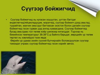 Сүүгээр бойжигчид
• Сүүгээр бойжигчид нь нугасан хошуутан, ууттан багтдаг
өндөглөгчид/яйцекладущие, мэрэгчид, сүүгээр бойжигч дээд амьтад,
туурайтан, махчин амьтдыг багтаасан эхэстэн болон далайн сүүгээр
бойжигчид гэсэн гурван дэд ангид хуваагдана. Сүүгээр бойжигчид
бусад амьтдаас гол төлөв хоёр шинжээр ялгагддаг. Тэдгээр нь
биеийнхээ температурыг 36-38°С-д байнга барьдаг, өөрсдийн үр төлөө
төртөл нь хэвлийдээ тээж явда
Өөрийн үр удмаа эхийн сүүний булчирхайн боловсруулсан сүүгээр
тэжээдэг учраас сүүгээр бойжигчид гэсэн нэрийг авчээ.
 