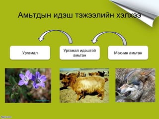 Амьтдын идэш тэжээлийн хэлхээ
Ургамал
Ургамал идэштэй
амьтан
Махчин амьтан
 