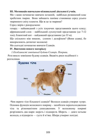 103
ІІІ. Мотивація навчально-пізнавальної діяльності учнів.
Ми з вами починаємо вивчати останній, найбільш розвинений клас
хребетних тварин. Вони займають панівне становище серед усього
тваринного світу планети. Що ж це за тварини?
Серед звірів є рекордсмени:
гепард – найшвидший з усіх існуючих представників цього класу;
африканський слон – найбільший сухопутний представник (до 7-12
тон); блакитний кит – найдовший представник (до 33 м).
Що спільного між мишою, слоном і дельфіном? (Вони ссавці, бо
викормлюють дитинчат молоком)
Ми сьогодні починаємо вивчати Ссавців.
IV. Вивчення нового матеріалу
1.Особливості зовнішньої будови Ссавців. Покриви.
Розгляньте зовнішню будову ссавців. Вкажіть риси подібності з
рептиліями.
-Чим вкрите тіло більшості ссавців? Волосся ссавців утворює хутро.
Основна функція волосяного покриву - запобігати переохолодженню
тіла та різноманітним ушкодженням. У волосяному покриві
розрізняють два шари: шерсть і підшерстя. Шерсть — довге остьове
волосся, а підшерстя — густе й м’яке. Шкіра утворює похідні.
 