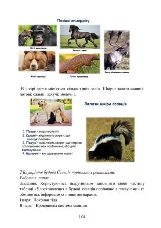 104
-В шкірі звірів містяться кілька типів залоз. Шкірні залози ссавців:
потові; сальні; пахучі; молочні.
2.Внутрішня будова Ссавців порівняно з рептиліями.
Робота в парах.
Завдання: Користуючись підручником заповнити свою частину
таблиці «Удосконалення в будові ссавців порівняно з плазунами» та
обмінятись інформацією з іншими парами.
І пара: Покриви тіла
ІІ пара: Кровоносна система ссавців
 
