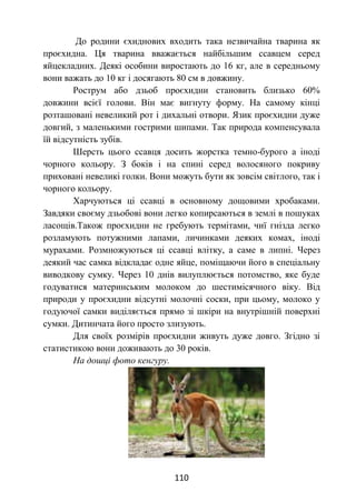 110
До родини єхиднових входить така незвичайна тварина як
проєхидна. Ця тварина вважається найбільшим ссавцем серед
яйцекладних. Деякі особини виростають до 16 кг, але в середньому
вони важать до 10 кг і досягають 80 см в довжину.
Рострум або дзьоб проєхидни становить близько 60%
довжини всієї голови. Він має вигнуту форму. На самому кінці
розташовані невеликий рот і дихальні отвори. Язик проєхидни дуже
довгий, з маленькими гострими шипами. Так природа компенсувала
їй відсутність зубів.
Шерсть цього ссавця досить жорстка темно-бурого а іноді
чорного кольору. З боків і на спині серед волосяного покриву
приховані невеликі голки. Вони можуть бути як зовсім світлого, так і
чорного кольору.
Харчуються ці ссавці в основному дощовими хробаками.
Завдяки своєму дзьобові вони легко копирсаються в землі в пошуках
ласощів.Також проєхидни не гребують термітами, чиї гнізда легко
розламують потужними лапами, личинками деяких комах, іноді
мурахами. Розмножуються ці ссавці влітку, а саме в липні. Через
деякий час самка відкладає одне яйце, поміщаючи його в спеціальну
виводкову сумку. Через 10 днів вилуплюється потомство, яке буде
годуватися материнським молоком до шестимісячного віку. Від
природи у проєхидни відсутні молочні соски, при цьому, молоко у
годуючої самки виділяється прямо зі шкіри на внутрішній поверхні
сумки. Дитинчата його просто злизують.
Для своїх розмірів проєхидни живуть дуже довго. Згідно зі
статистикою вони доживають до 30 років.
На дошці фото кенгуру.
 
