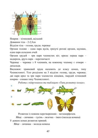 47
Покрив – хітиновий, щільний
Довжини тіла – 2-2,5см
Відділи тіла – голова, груди, черевце
Органи голови – одна пара вусів, гризучі ротові органи, щупики,
одна пара складних очей
Органи грудей – три пари членистих ніг; крила: перша пара –
надкрила, друга пара – перетинчасті
Черевце – черевце з 8 члеників, на кожному членику є отвори –
дихальця.
Висновок: травневий хрущ належить до класу комах, типу
Членистоногі. Тіло розділене на 3 відділи: голову, груди, черевце;
дві пари крил та три пари членистих кінцівок, твердий хітиновий
покрив – ознаки типу Членистоногі.
Робота з підручником та таблицею «Типи розвитку комах».
Розвиток із повним перетворенням – метаморфозом.
Яйце - личинка – гусінь - лялечка – імаго (молода комаха)
У деяких комах розвиток прямий.
Яйце – личинка – молода комаха
 