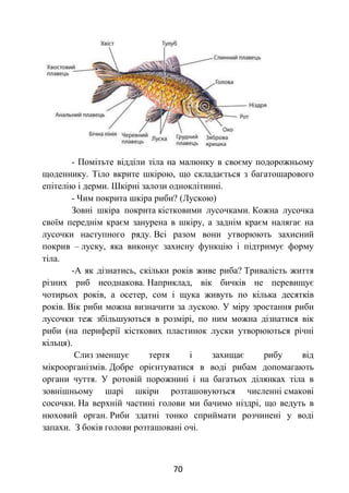 70
- Помітьте відділи тіла на малюнку в своєму подорожньому
щоденнику. Тіло вкрите шкірою, що складається з багатошарового
епітелію і дерми. Шкірні залози одноклітинні.
- Чим покрита шкіра риби? (Лускою)
Зовні шкіра покрита кістковими лусочками. Кожна лусочка
своїм переднім краєм занурена в шкіру, а заднім краєм налягає на
лусочки наступного ряду. Всі разом вони утворюють захисний
покрив – луску, яка виконує захисну функцію і підтримує форму
тіла.
-А як дізнатись, скільки років живе риба? Тривалість життя
різних риб неоднакова. Наприклад, вік бичків не перевищує
чотирьох років, а осетер, сом і щука живуть по кілька десятків
років. Вік риби можна визначити за лускою. У міру зростання риби
лусочки теж збільшуються в розмірі, по ним можна дізнатися вік
риби (на периферії кісткових пластинок луски утворюються річні
кільця).
Слиз зменшує тертя і захищає рибу від
мікроорганізмів. Добре орієнтуватися в воді рибам допомагають
органи чуття. У ротовій порожнині і на багатьох ділянках тіла в
зовнішньому шарі шкіри розташовуються численні смакові
сосочки. На верхній частині голови ми бачимо ніздрі, що ведуть в
нюховий орган. Риби здатні тонко сприймати розчинені у воді
запахи. З боків голови розташовані очі.
 