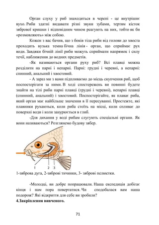 71
Орган слуху у риб знаходяться в черепі - це внутрішнє
вухо. Риби здатні видавати різні звуки зубами, тертям кісток
зябрової кришки і відповідним чином реагують на них, тобто як би
«розмовляють» між собою.
Кожен з вас бачив, що з боків тіла риби від голови до хвоста
проходить вузька темна бічна лінія - орган, що сприймає рух
води. Завдяки бічній лінії риби можуть сприймати напрямок і силу
течії, наближення до водних предметів.
-Як називаються органи руху риб? Всі плавці можна
розділити на парні і непарні. Парні: грудні і черевні, а непарні:
спинний, анальний і хвостовий.
- А зараз ми з вами підпливаємо до місць скупчення риб, щоб
поспостерігати за ними. В ході спостережень ви повинні будете
знайти на тілі риби парні плавці (грудні і черевні), непарні плавці
(спинний, анальний) і хвостовий. Поспостерігайте, як плаває риба,
який орган має найбільше значення в її пересуванні. Простежте, які
плавники рухаються, коли риба стоїть на місці, коли спливає до
поверхні води і коли занурюється в глиб.
-Для дихання у воді рибам слугують спеціальні органи. Як
вони називаються? Розглянемо будову зябер.
1-зяброва дуга, 2-зяброві тичинки, 3- зяброві пелюстки.
-Молодці, ви добре попрацювали. Наша експедиція добігає
кінця і нам пора повертатися. Чи сподобалася вам наша
подорож? Які відкриття для себе ви зробили?
4.Закріплення вивченого.
 