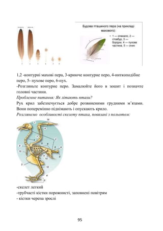 95
1,2 -контурні махові пера, 3-криюче контурне перо, 4-ниткоподібне
перо, 5- пухове перо, 6-пух.
-Розгляньте контурне перо. Замалюйте його в зошит і позначте
головні частини.
Проблемне питання: Як літають птахи?
Рух крил забезпечується добре розвиненими грудними м’язами.
Вони поперемінно піднімають і опускають крило.
Розглянемо особливості скелету птаха, повязані з польотом:
-скелет легкий
-трубчасті кістки порожнисті, заповнені повітрям
- кістки черепа зрослі
 