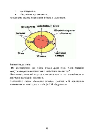 99
• насиджування,
• піклування про потомство.
Розглянемо будову яйця курки. Робота з малюнком.
Запитання до учнів:
-Ви спостерігали, що гнізда птахів дуже різні. Який матеріал
можуть використовувати птахи для будівництва гнізда?
-Залежно від того, які вилуплюються пташенята, птахів поділяють на
дві групи: нагніздні і виводкові.
-Опрацюйте схему «Розвиток птахів». Доповніть її прикладами
виводкових та нагніздних птахів. ( с.134 підручника)
 