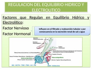 REGULACION DEL EQUILIBRIO HIDRICO Y
ELECTROLITICO
Factores que Regulan en Equilibrio Hídrico y
Electrolítico:
Factor Nervioso
Factor Hormonal
Influyen en el filtrado y reabsorción tubular y por
consecuencia en la excreción renal de sal y agua
 
