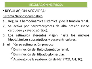 REGULACION NERVIOSA
• REGULACION NERVIOSA:
Sistema Nervioso Simpático:
1. Regula la hemodinámica sistémica y de la función renal.
2. Se activa por barorreceptores de alta presión (seno
carotideo y cayado aórtico).
3. Los estímulos aferentes viajan hasta los núcleos
hipotalámicos supraópticos y paraventriculares.
En el riñón su estimulación provoca:
Disminución del flujo plasmático renal.
Disminución del filtrado glomerular.
Aumento de la reabsorción de Na+
(TCD, AH, TC).
 