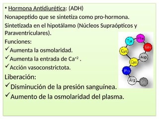 • Hormona Antidiurética: (ADH)
Nonapeptido que se sintetiza como pro-hormona.
Sintetizada en el hipotálamo (Núcleos Supraópticos y
Paraventriculares).
Funciones:
Aumenta la osmolaridad.
Aumenta la entrada de Ca+2
.
Acción vasoconstrictota.
Liberación:
Disminución de la presión sanguínea.
Aumento de la osmolaridad del plasma.
 