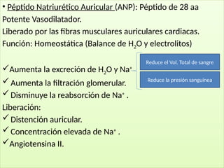 • Péptido Natriurético Auricular (ANP): Péptido de 28 aa
Potente Vasodilatador.
Liberado por las fibras musculares auriculares cardiacas.
Función: Homeostática (Balance de H2O y electrolitos)
Aumenta la excreción de H2O y Na+
Aumenta la filtración glomerular.
Disminuye la reabsorción de Na+
.
Liberación:
Distención auricular.
Concentración elevada de Na+
.
Angiotensina II.
Reduce el Vol. Total de sangre
Reduce la presión sanguínea
 