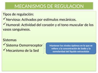 MECANISMOS DE REGULACION
Tipos de regulación:
Nerviosa: Activados por estímulos mecánicos.
Humoral: Actividad del corazón y el tono muscular de los
vasos sanguíneos.
Sistemas
Sistema Osmorreceptor
Mecanismo de la Sed
Mantener los niveles óptimos en lo que se
refiere a la concentración de Sodio y la
osmolaridad del liquido extracelular
 