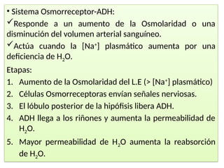 • Sistema Osmorreceptor-ADH:
Responde a un aumento de la Osmolaridad o una
disminución del volumen arterial sanguíneo.
Actúa cuando la [Na+
] plasmático aumenta por una
deficiencia de H2O.
Etapas:
1. Aumento de la Osmolaridad del L.E (˃ [Na+
] plasmático)
2. Células Osmorreceptoras envían señales nerviosas.
3. El lóbulo posterior de la hipófisis libera ADH.
4. ADH llega a los riñones y aumenta la permeabilidad de
H2O.
5. Mayor permeabilidad de H2O aumenta la reabsorción
de H2O.
 
