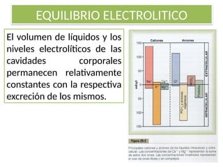EQUILIBRIO ELECTROLITICO
El volumen de líquidos y los
niveles electrolíticos de las
cavidades corporales
permanecen relativamente
constantes con la respectiva
excreción de los mismos.
 