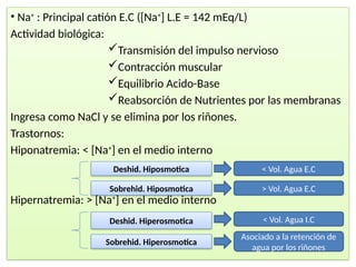• Na+
: Principal catión E.C ([Na+
] L.E = 142 mEq/L)
Actividad biológica:
Transmisión del impulso nervioso
Contracción muscular
Equilibrio Acido-Base
Reabsorción de Nutrientes por las membranas
Ingresa como NaCl y se elimina por los riñones.
Trastornos:
Hiponatremia: ˂ [Na+
] en el medio interno
Hipernatremia: ˃ [Na+
] en el medio interno
Deshid. Hiposmotica
Sobrehid. Hiposmotica
Deshid. Hiperosmotica
Sobrehid. Hiperosmotica
< Vol. Agua E.C
> Vol. Agua E.C
< Vol. Agua I.C
Asociado a la retención de
agua por los riñones
 