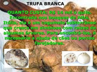 QUANTO CUSTA: R$ 14 mil o quilo. Encontrada nos bosques de Alba, Itália, ela é um cogumelo subterrâneo que cresce em simbiose com raízes de algumas árvores. Para encontrá-los, é necessária a ajuda de cães ou porcos farejadores. TRUFA BRANCA 