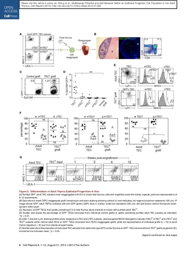Multilineage potential and self renewal define an epithelial progenit…