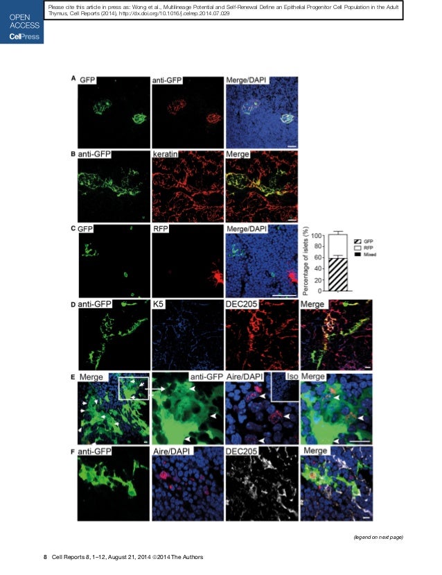 Multilineage potential and self renewal define an epithelial progenit…