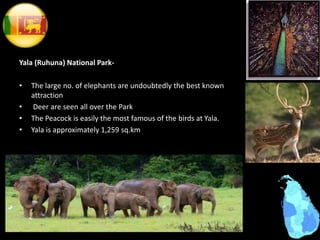 Yala (Ruhuna) National Park-
• The large no. of elephants are undoubtedly the best known
attraction
• Deer are seen all over the Park
• The Peacock is easily the most famous of the birds at Yala.
• Yala is approximately 1,259 sq.km
 